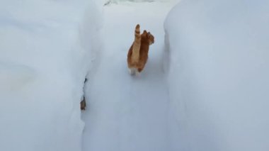 Kedi kışın karlı yolda yürür..