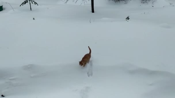 Sněhové Závěje Kočka Červená Kočka Prochází Sněhu Zimě — Stock video