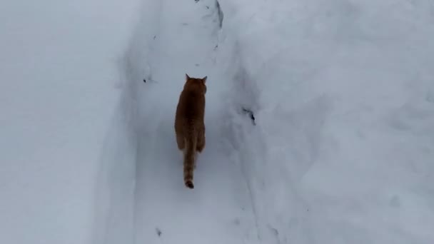 Kot Biegnie Śnieżnej Ścieżce Czerwony Kot Zgubił Się Śnieżnych Tunelach — Wideo stockowe