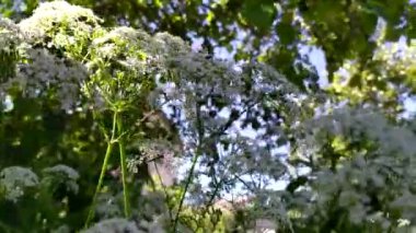 Yaban çiçeklerinin hava roketleri. Kır çiçekleri ve çimenler.