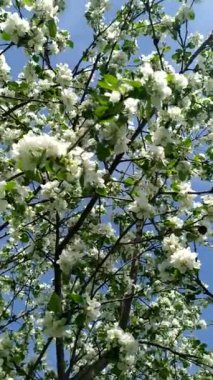 Çiçek açan elma ağacının girdabı, dikey video. Baharda açan meyve bahçesi.