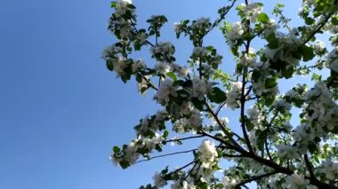 Gökyüzüne karşı elma dalı. Baharda açan meyve bahçesi.