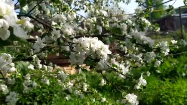 Elma çiçeği. Tomurcuklar ve çiçekler elma ağacında. Baharda çiçek açan meyve ağaçları.