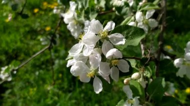 Elma ağacı çiçekleri. Elma ağacı çiçek açıyor. Baharda çiçek açan meyve ağaçları.