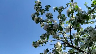 Arılar güneşli bir günde bir elma ağacını döllerler. Mavi gökyüzüne karşı çiçek açan elma ağacı. Çiçek açan bahçe. Baharda çiçek açan meyve ağaçları.