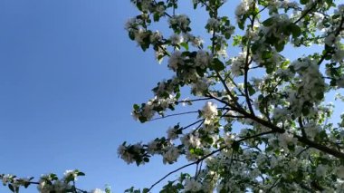 Arılar güneşli bir günde bir elma ağacını döllerler. Mavi gökyüzüne karşı çiçek açan elma ağacı. Baharda açan meyve bahçesi.