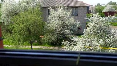 Baharda çiçek açan meyve ağaçları. Elma, erik ve kiraz çiçekleri. Çiçek açan bahçe.