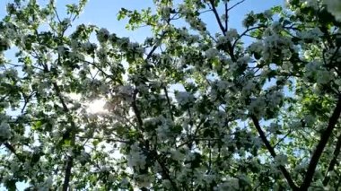Baharda çiçek açan meyve bahçesi. Arılar güneşli bir günde bir elma ağacını döllerler..