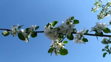 Mavi gökyüzüne karşı çiçek açan elma ağacı. Çiçek açan bahçe. Baharda çiçek açan meyve ağaçları. Arılara göre tozlaşma.