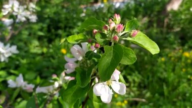 Tomurcuklar ve çiçekler elma ağacında. Elma çiçeği. Baharda çiçek açan meyve ağaçları.