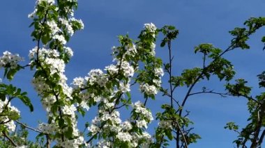 Baharda kiraz çiçekleri. Mavi gökyüzüne karşı Sakura dalı. Baharda çiçek açan meyve ağaçları.