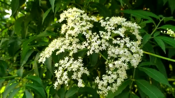 Luftige Weiße Rosetten Von Wildblumen Wildblumen Und Gras — Stockvideo