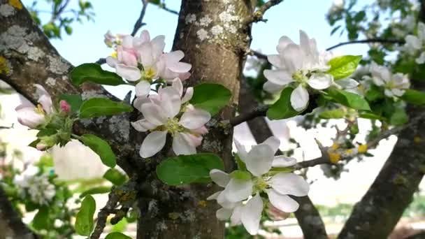 Elma Çiçeği Baharda Çiçek Açan Meyve Ağaçları — Stok video
