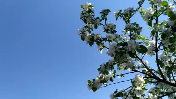 Gałąź Kwitnącego Jabłoni Niebie Wiosną Kwitnący Sad — Wideo stockowe