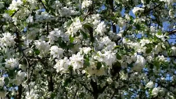 花とリンゴの木の枝 春に果物の木を開花させる リンゴの木が咲いている — ストック動画