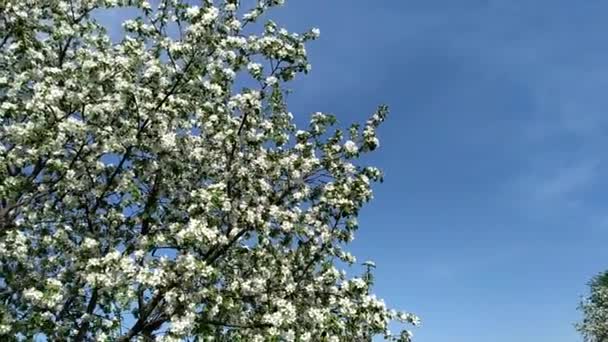Maçã Flor Macieira Florescente Contra Céu Árvores Frutíferas Florescentes Primavera — Vídeo de Stock