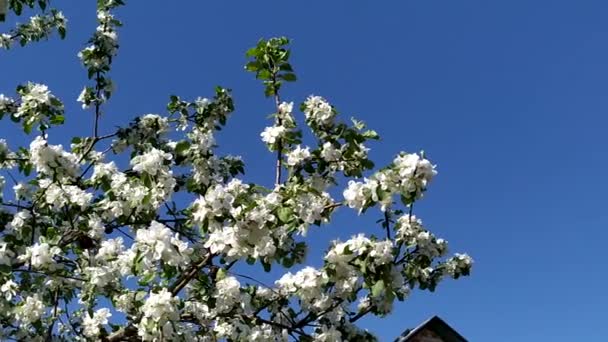 ミツバチはリンゴの木を受粉させます 青い空にリンゴの木が咲く 開花する庭 春に果物の木を咲かせる — ストック動画
