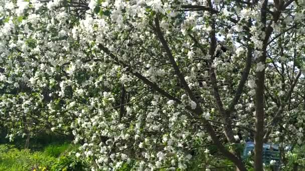 春天盛开的果树 花园里盛开的苹果树 — 图库视频影像