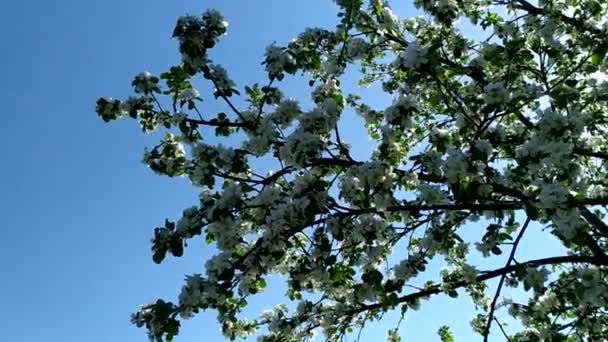 Kwitnący Sad Wiosną Pszczoły Zapylają Jabłoń Słoneczny Dzień Kwitnąca Jabłoń — Wideo stockowe