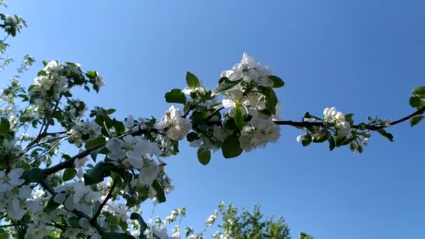 Pommier Fleurs Contre Ciel Jardin Fleuri Floraison Arbres Fruitiers Printemps — Video