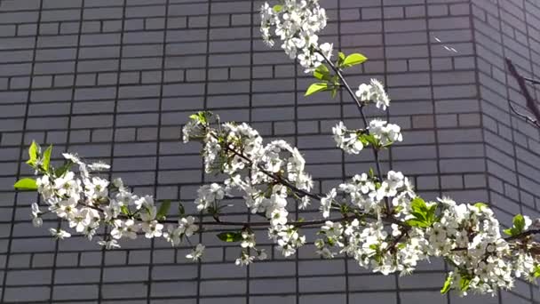 Cerejeira Floresce Primavera Ramo Flores Cereja Com Poutine Floração Árvores — Vídeo de Stock