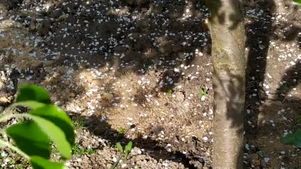 Pétalas Pêra Caídas Debaixo Uma Árvore Floração Árvores Fruto Primavera — Vídeo de Stock