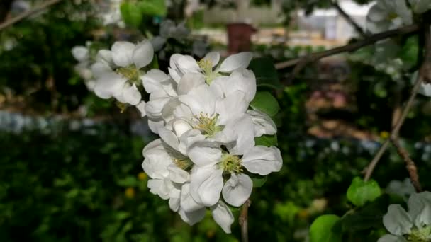 Bloemen Van Een Appelboom Close Appelboom Bloeit Bloeiende Fruitbomen Het — Stockvideo