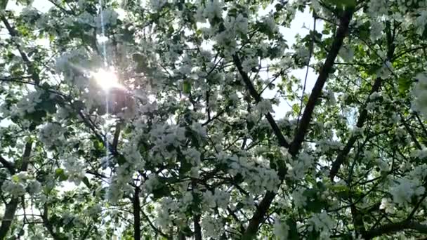 Zon Appelboom Bloei Appelbloemen Tegen Lucht Bloeiende Fruitbomen Het Voorjaar — Stockvideo