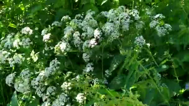 Vent Secoue Les Fleurs Sauvages Herbe — Video