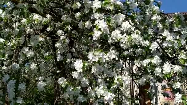 Вітер Трясе Гілки Яблуні Яблуня Цвіте Цвітіння Плодових Дерев Навесні — стокове відео