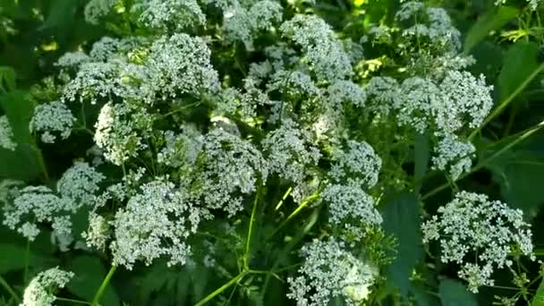 Vent Secoue Les Fleurs Sauvages Blanches Herbe — Video