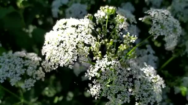 White Flowers Sun Field Wild Herbs — Stock Video