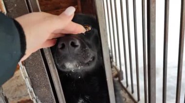Bir kadın nazik bir köpeği evcilleştirir. Kafesteki siyah köpek.