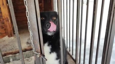 Köpek kulübesinde. Barınaktaki siyah köpek.