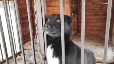 Bir kadın siyah bir köpeğin burnuna dokunuyor. Kuşhanede evsiz bir köpek..