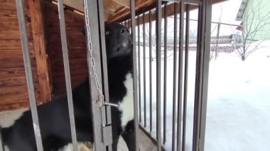Barınakta evsiz bir köpek. Kuşhanede bir köpek..