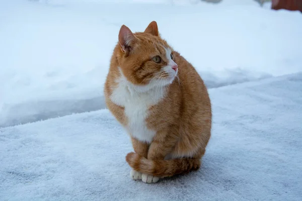 겨울에 고양이 고양이가 있습니다 고양이가 얼었어 — 스톡 사진