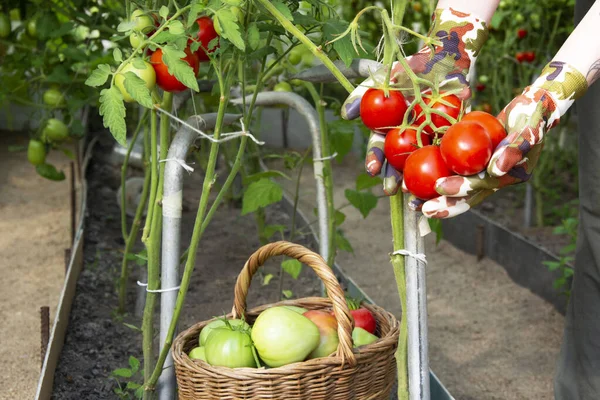 Los Tomates Maduros Arbusto Invernadero Tomates Rojos Chica Cosecha Tomates — Foto de Stock