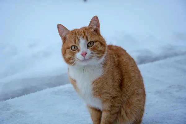 Gato Rojo Sienta Nieve Gato Está Congelado —  Fotos de Stock