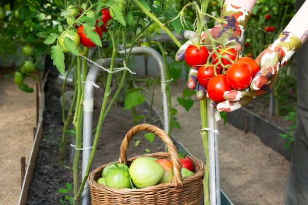 在温室的灌木丛中煎番茄 红色西红柿 这个女孩收获西红柿 图库照片