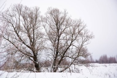 Kışın büyük bir ağaç. Tacı açıyorum. Ağaç kaplamasının siluetini aç. Karda yapraksız dallar.