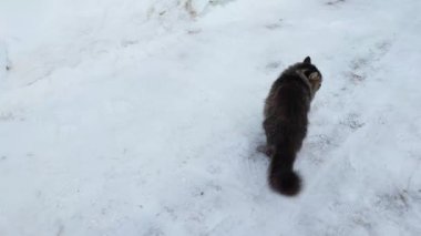 Kışın kedi. Kar altında yumuşak kedi yavrusu.