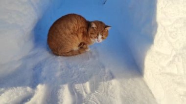 Karda kırmızı kedi. Kedi kar tünelinde oturuyor..