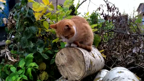 Rote Katze Sitzt Auf Birkenstamm — Stockvideo