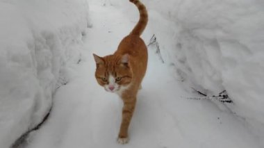 Kızıl kedi kışın yol boyunca yürür
