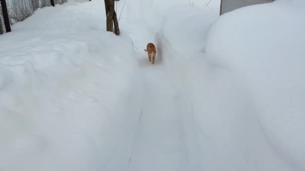 Gato Corre Por Sendero Nevado — Vídeos de Stock