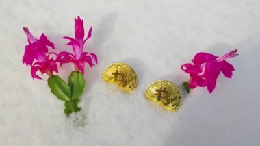 Kripto para birimi bitcoin. Çiçeklerin yanındaki karda Bitcoin.