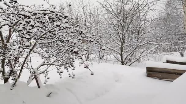 Uma Queda Neve Campo Neve Branca Cai Jardim Neve Voa — Vídeo de Stock