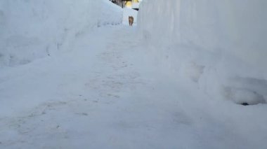 Kızıl kedi karlı bir tünelden geçiyor. Kışın bahçede evcil hayvanlar..
