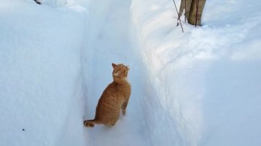 Kedi kışın bahçe sahibi ile birlikte yürür. İnsanlarla evcil hayvanlar.